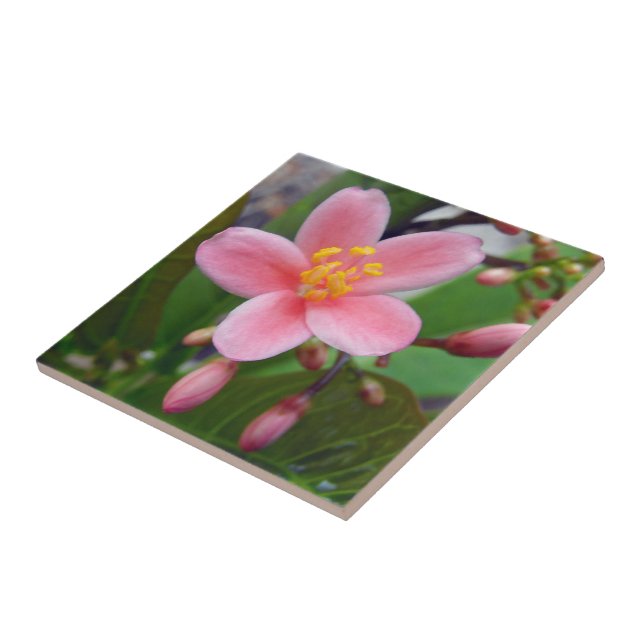 Azulejo De Cerâmica Flor de Jatropha e botões de flor (Lateral)