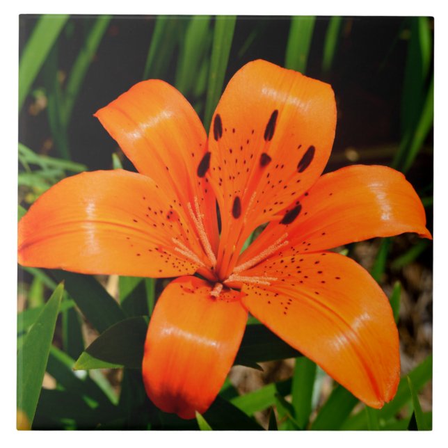 Azulejo De Cerâmica Flor de Lily Asiática, laranja-vibrante (Frente)
