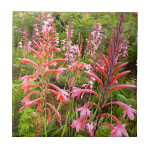 Azulejo De Cerâmica Flor de Lírio Bugle (Watsonia), Cabo Oriental