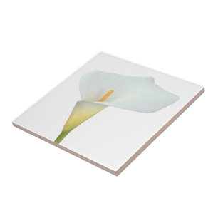 Azulejo De Cerâmica Flor de Lírio Calla Branco Foto Jardim de Quintal