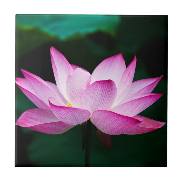 Azulejo De Cerâmica Flor de Lotus Rosa (Frente)