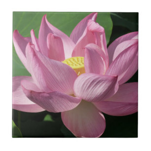 Azulejo De Cerâmica Flor de Lotus Rosa IV