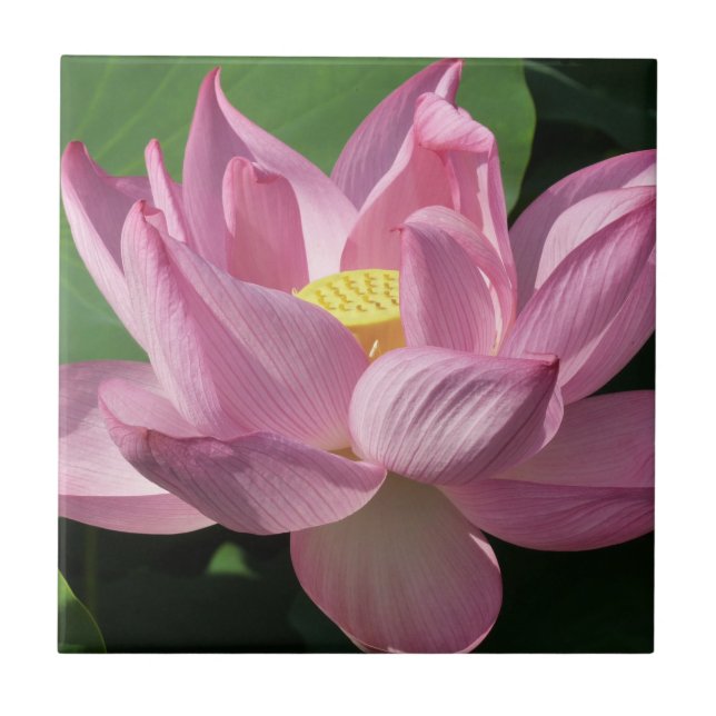 Azulejo De Cerâmica Flor de Lotus Rosa IV (Frente)
