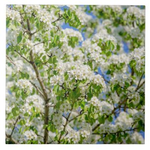 Azulejo De Cerâmica Flor de maçã-caranguejo