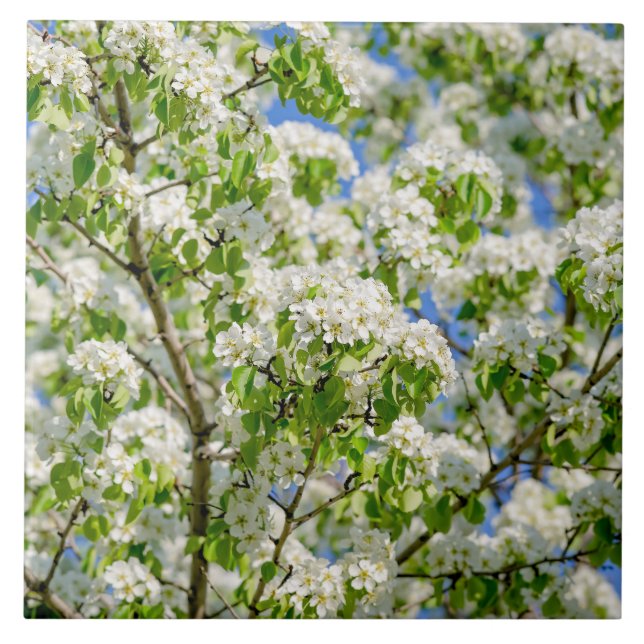 Azulejo De Cerâmica Flor de maçã-caranguejo (Frente)