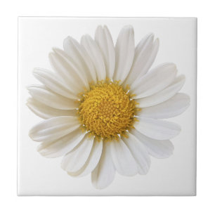Azulejo De Cerâmica Flor de Margarida Branca em Fundo Branco