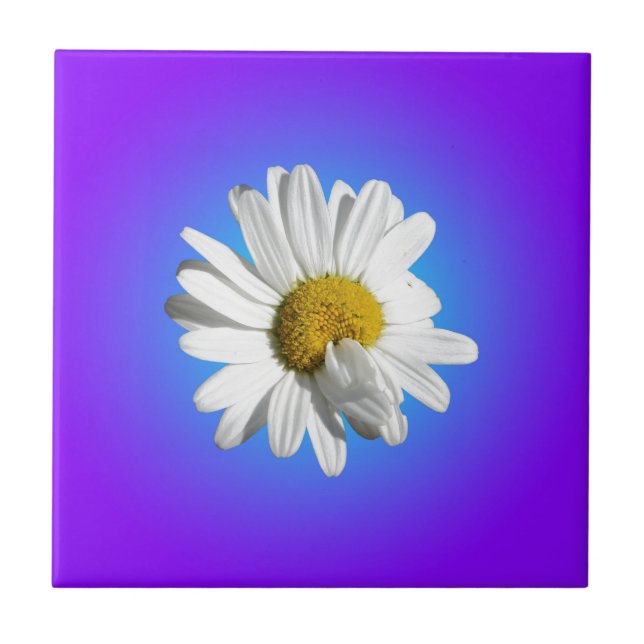 Azulejo De Cerâmica Flor de Margarida Branca Gradiente Azul Roxo (Frente)