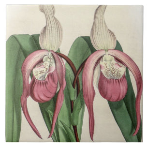 Azulejo De Cerâmica Flor de Orquídea Rara Cypripedium Schroderae Vinta