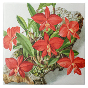 Azulejo De Cerâmica Flor de Orquídea Rara Vintage Scarlet Sophronitis