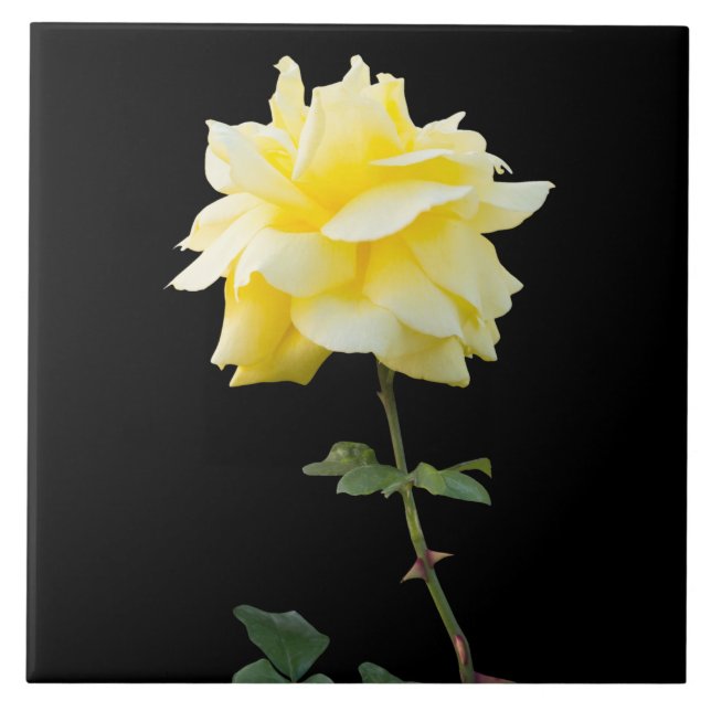 Azulejo De Cerâmica Flor de rosa amarela (Frente)