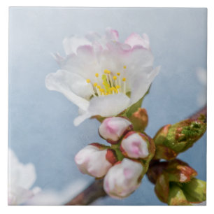 Azulejo De Cerâmica Flor de Sakura