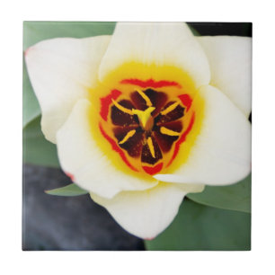 Azulejo De Cerâmica Flor de tulipa