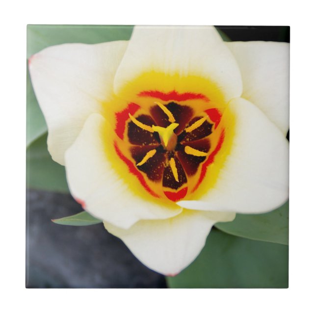 Azulejo De Cerâmica Flor de tulipa (Frente)