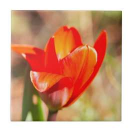 Azulejo De Cerâmica Flor de Tulipas Vermelhas