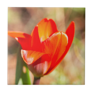 Azulejo De Cerâmica Flor de Tulipas Vermelhas