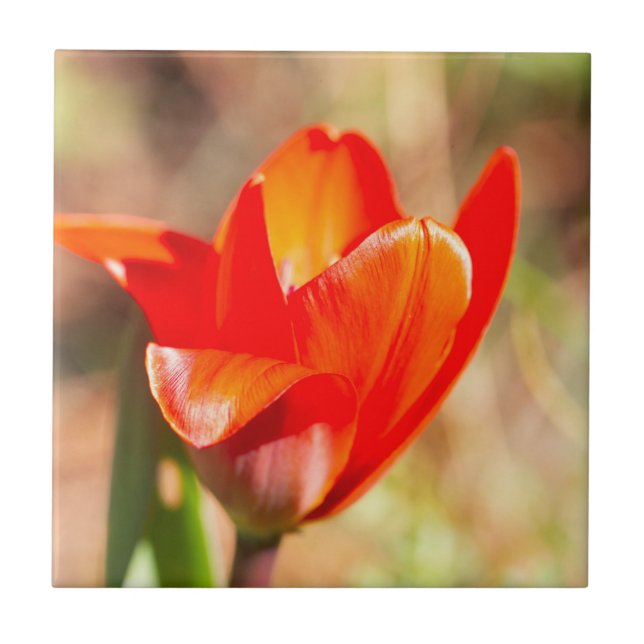 Azulejo De Cerâmica Flor de Tulipas Vermelhas (Frente)