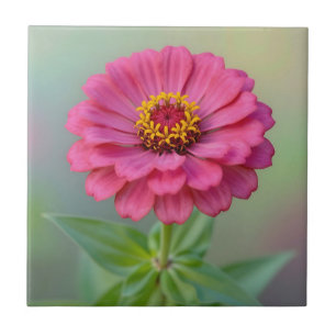 Azulejo De Cerâmica Flor de Zínia Rosa Vibrante Macro Botânica