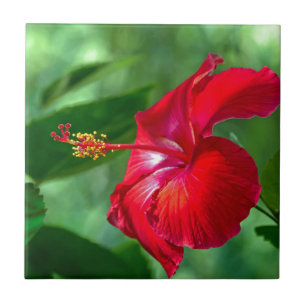 Azulejo De Cerâmica Flor do hibiscus