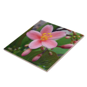 Azulejo De Cerâmica Flor e botões de flores de jatropha