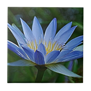 Azulejo De Cerâmica Flor e significado de Lotus