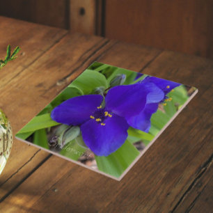 Azulejo De Cerâmica Flor Flor de Tradescantia Roxa