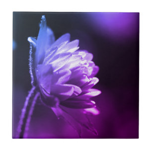 Azulejo De Cerâmica Flor Na Ponta Preta E Branco Da Luz Solar 