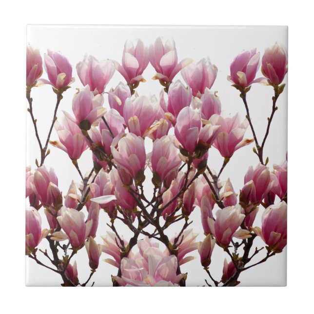 Azulejo De Cerâmica Flor-Primavera de-Magnolias Rosa (Frente)