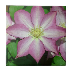 Azulejo De Cerâmica Flor Primavera do Clematis, rosa e branca