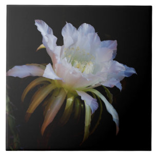 Azulejo De Cerâmica Flor Rainha da Noite de Cactus