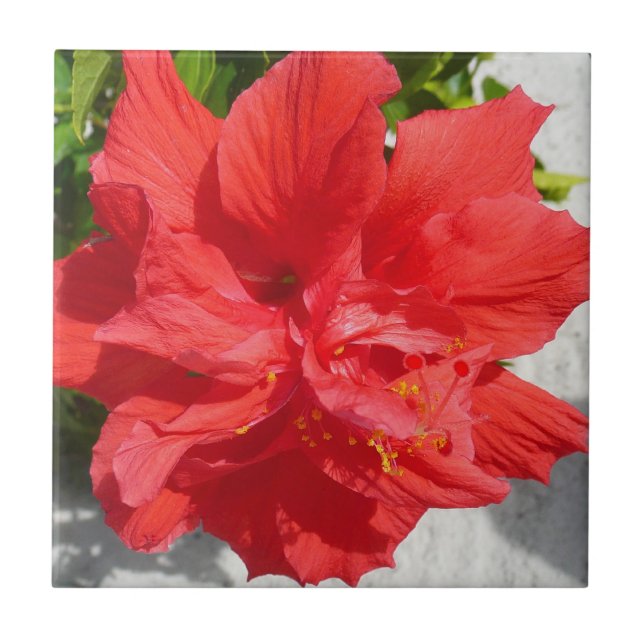 Azulejo De Cerâmica Flor Red Double Hibiscus (Frente)