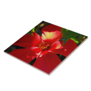 Azulejo De Cerâmica Flor Red Hibiscus à Luz do Sol