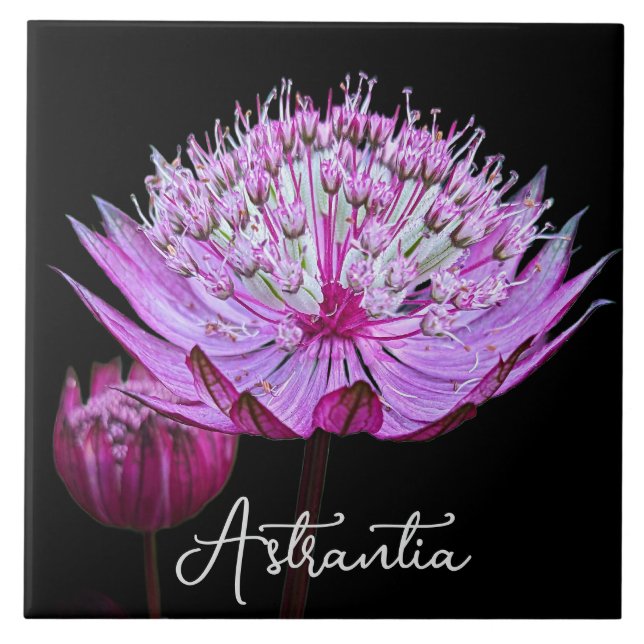 Azulejo De Cerâmica Flor-rosa-astrantia no fundo preto (Frente)