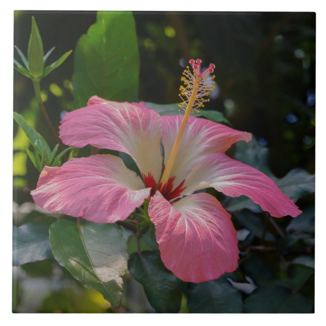 Azulejo De Cerâmica Flor rosa Hibiscus (Frente)