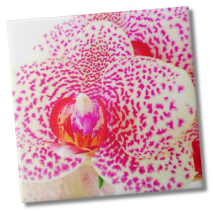 Azulejo De Cerâmica Flor Rosa Orquídea Moderna