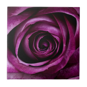Azulejo De Cerâmica Flor Rosa púrpura