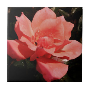 Azulejo De Cerâmica Flor Rosa Rosa Rosa Pêssego bonito
