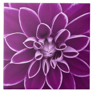 Azulejo De Cerâmica Flor roxa bonita da dália