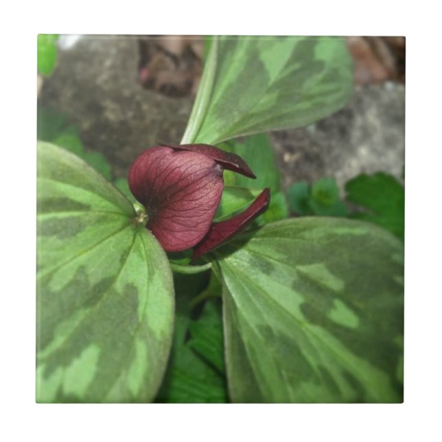 Azulejo De Cerâmica Flor selvagem (Frente)