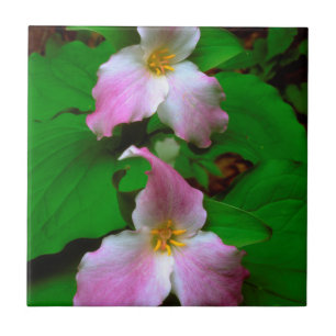 Azulejo De Cerâmica Flor Silvestre Trillium