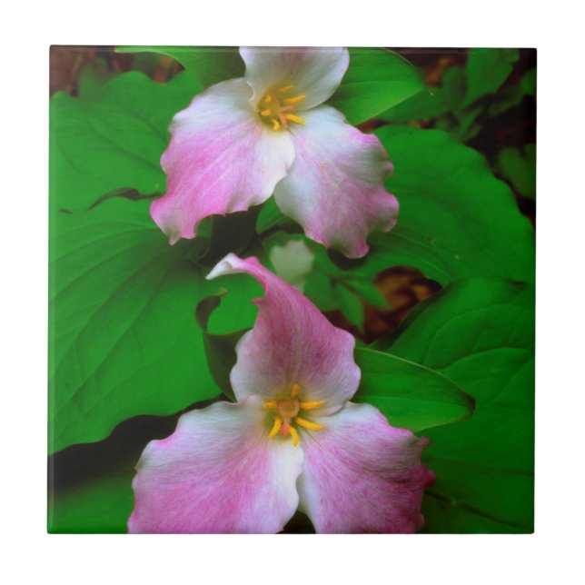 Azulejo De Cerâmica Flor Silvestre Trillium (Frente)