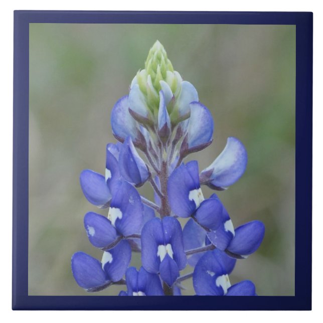 Azulejo De Cerâmica Flor simplesmente Bluebonnet (Frente)
