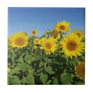 Azulejo De Cerâmica flor, sol, planta, natureza, verão, floral,