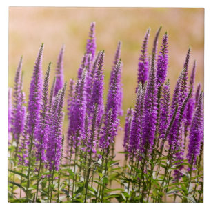 Azulejo De Cerâmica Flor - Sonho com lavanda