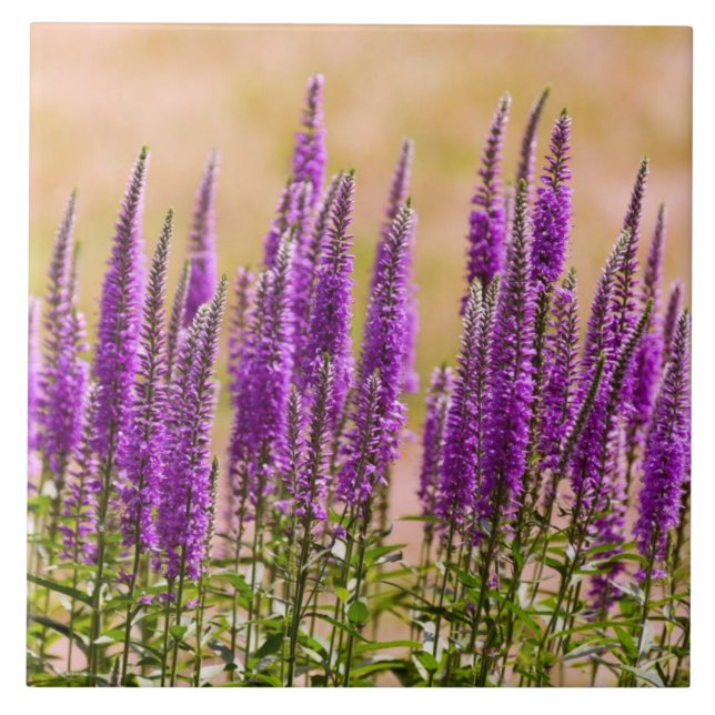 Azulejo De Cerâmica Flor - Sonho com lavanda (Frente)
