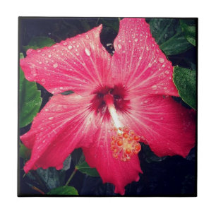 Azulejo De Cerâmica Flor tropical Bonito