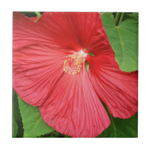 Azulejo De Cerâmica Flor Tropical de Hibiscus Rosa