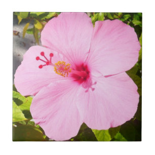 Azulejo De Cerâmica Flor Tropical de Hibiscus Rosa