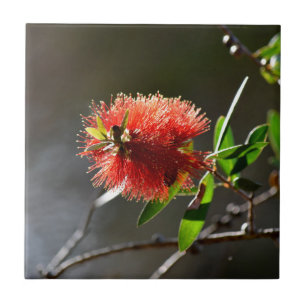 AZULEJO DE CERÂMICA FLOR VERMELHA CALLISTEMON AUSTRÁLIA DA ESCOVA DE