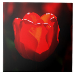 Azulejo De Cerâmica Flor vermelha da tulipa - fogo