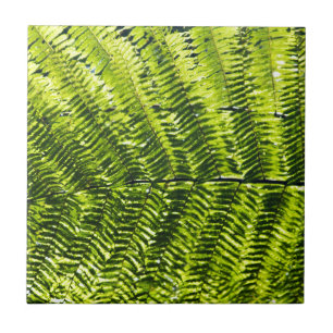 Azulejo De Cerâmica Flora Dominica 5